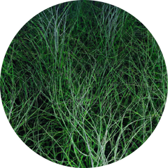 Omega-3 Algae ingredient