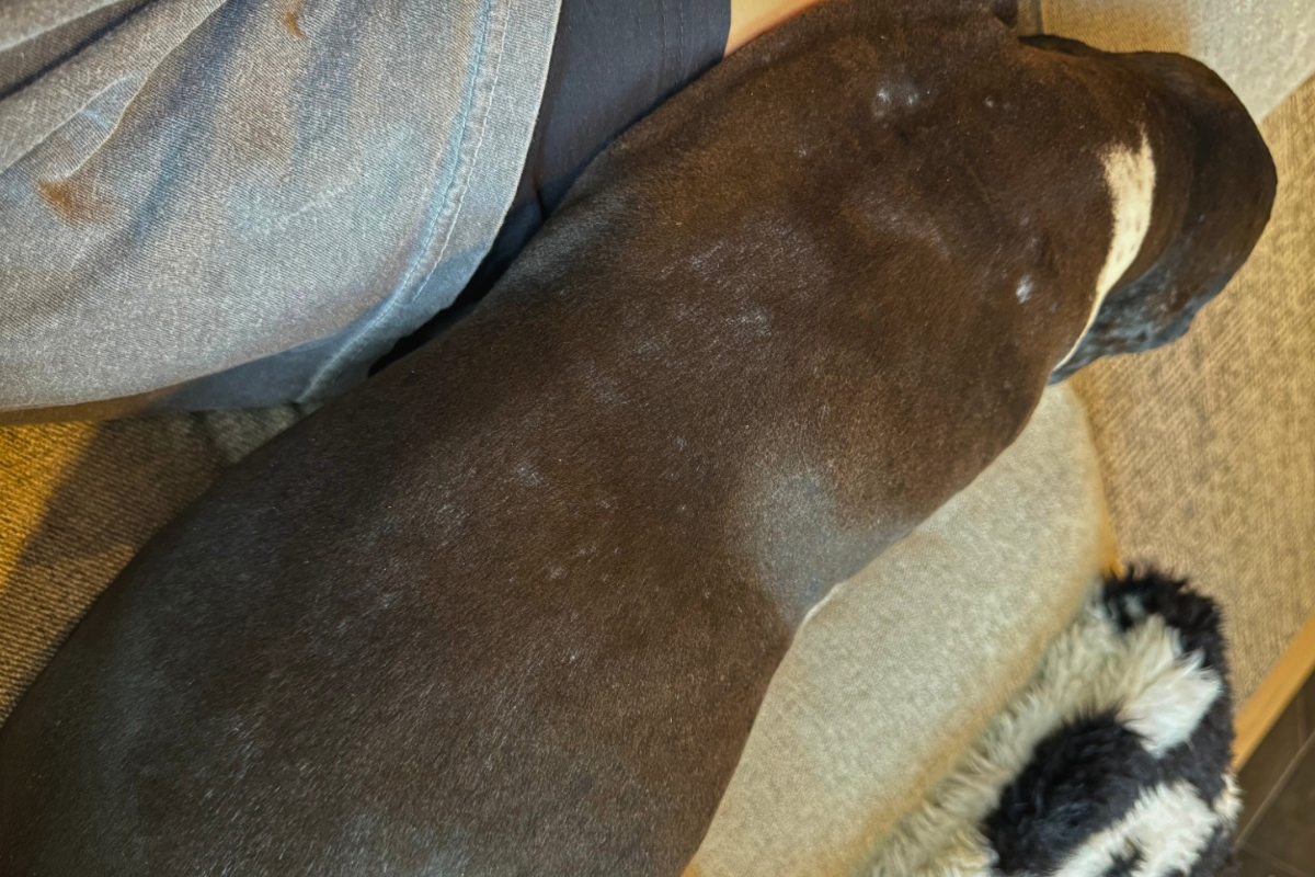 Before daily Buddy use coat comparison