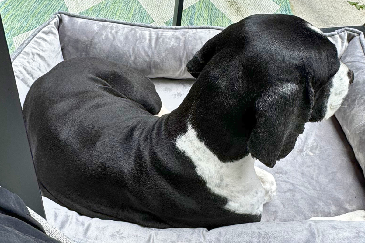 After consistent daily Buddy use coat comparison