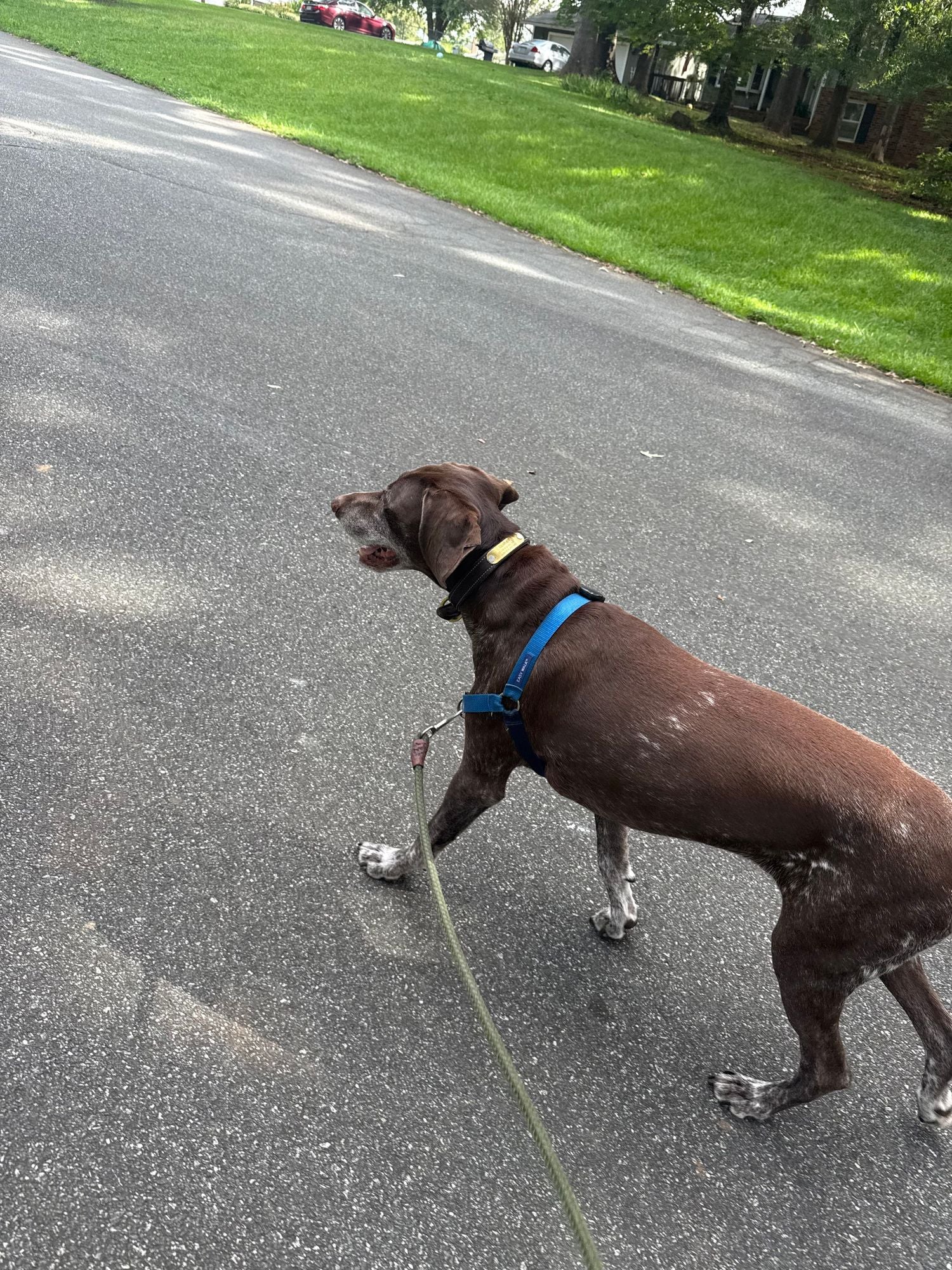 Dog enjoying everyday movement