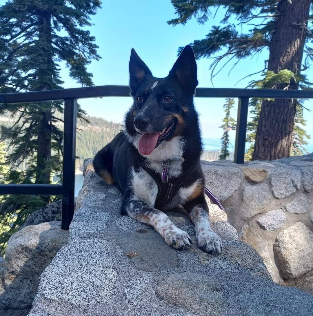 Dog portrait for gut balance support