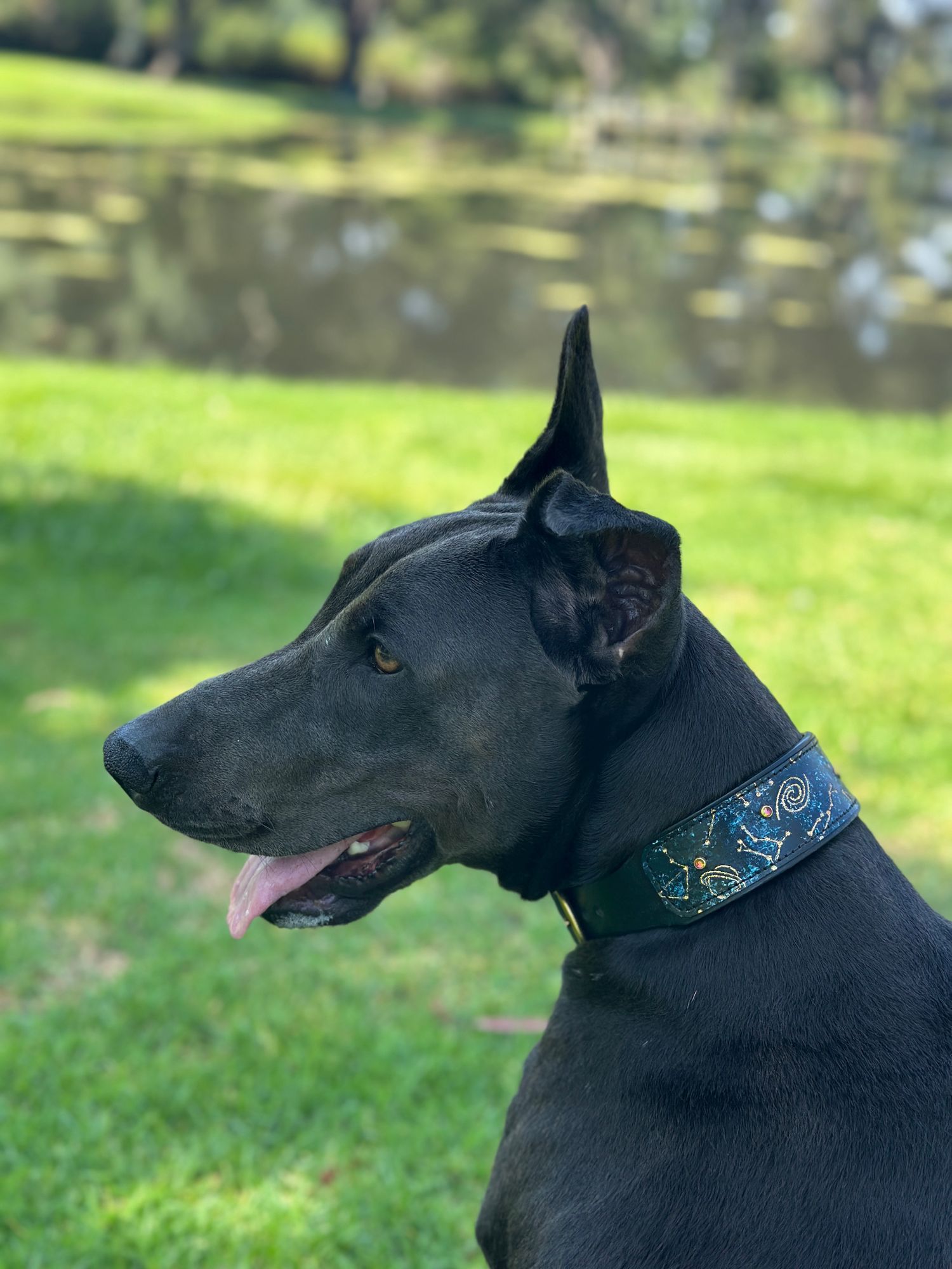 "After giving Ripley this supplement for about a month and a half, her skin and fur is much healthier." - Gwen