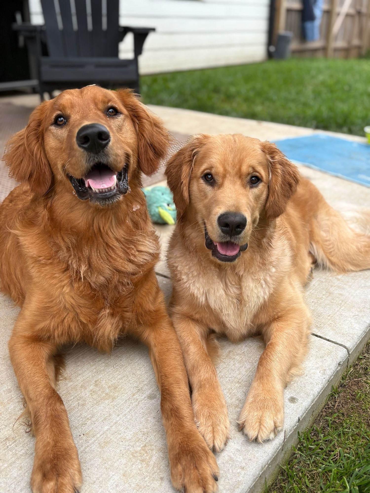 Dog portrait for nutrient absorption support
