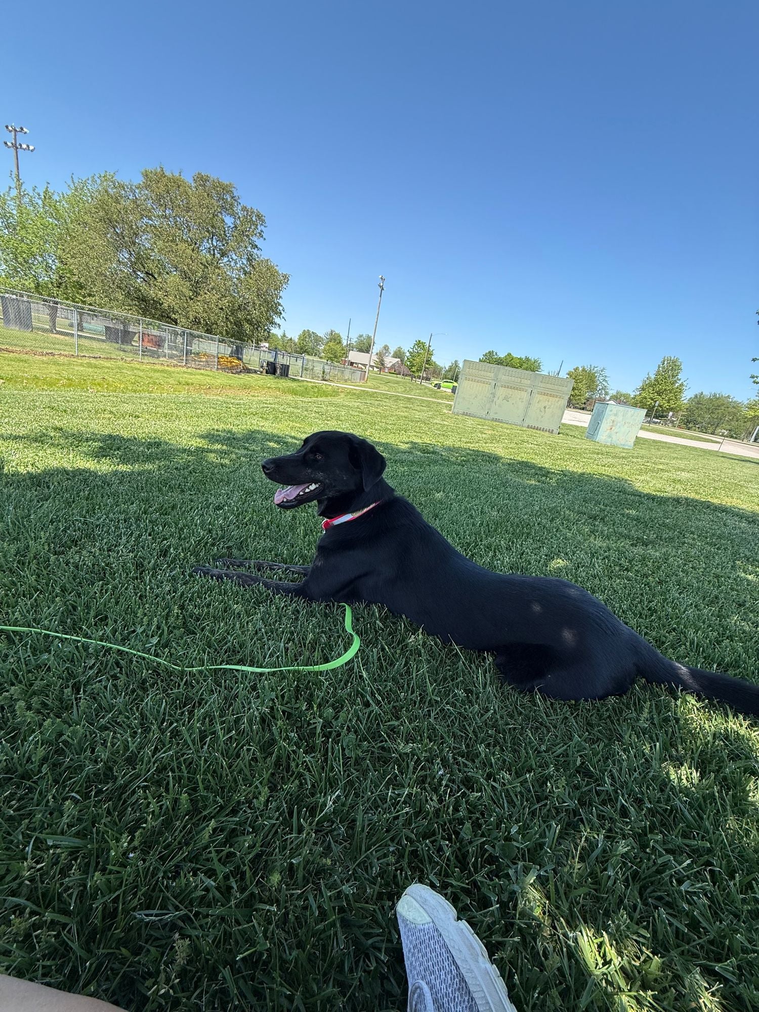 "I had been giving my dog Pepper (2 year old lab mix) salmon oil as a supplement but then I found this. Not only have I gotten several comments on her soft and shiny coat, but I know if that part is working so is the rest! I have peace of mind knowing I’m giving her a supplement that hopefully will keep her healthy for years to come."