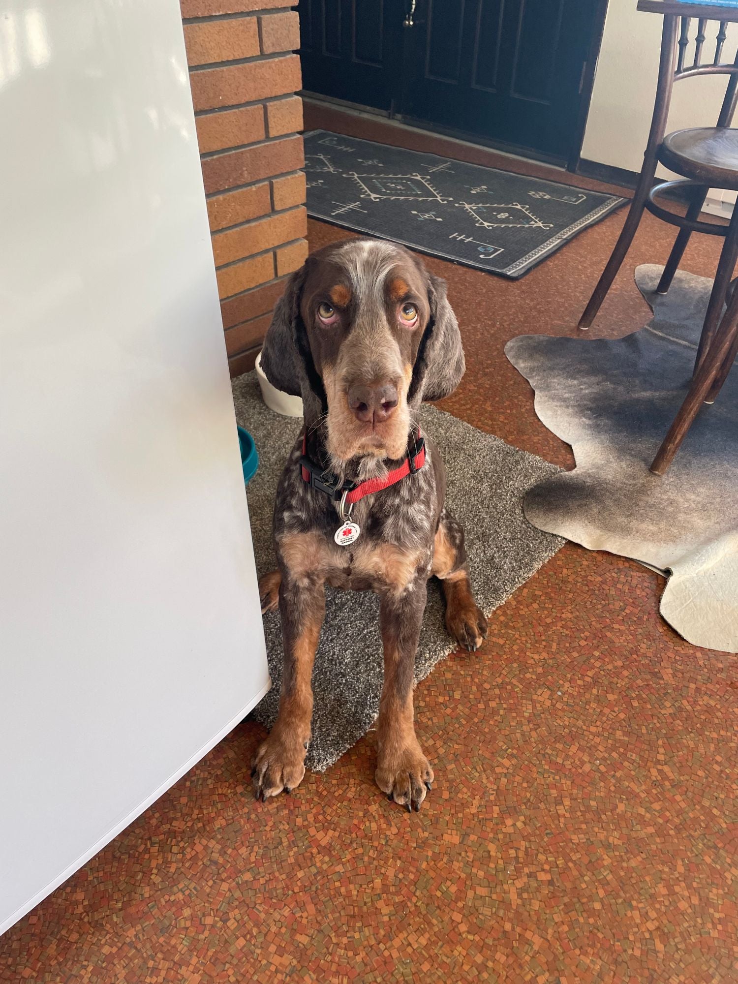 "I have a long story, but to not bore anyone I will say if you only make one change to better your health Get Buddy! Better everything, better 💩, better skin/coat, better over all health!!" - Paula