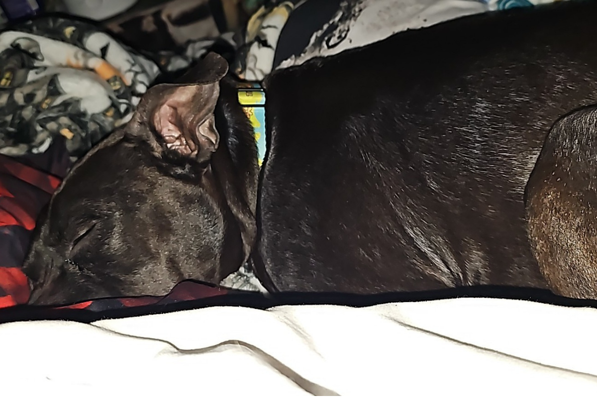 Dog before a daily mobility support routine