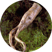 Chicory Root Powder