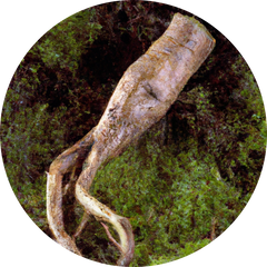 Chicory Root