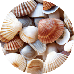Glucosamine HCl (Shellfish)