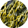 Irish Sea Moss