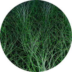 Omega-3 (Algae)