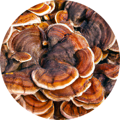 Reishi Mushroom Extract