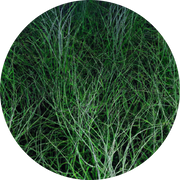 Omega-3 Algae