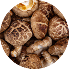 Shiitake Mushroom Extract