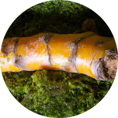 Turmeric Root
