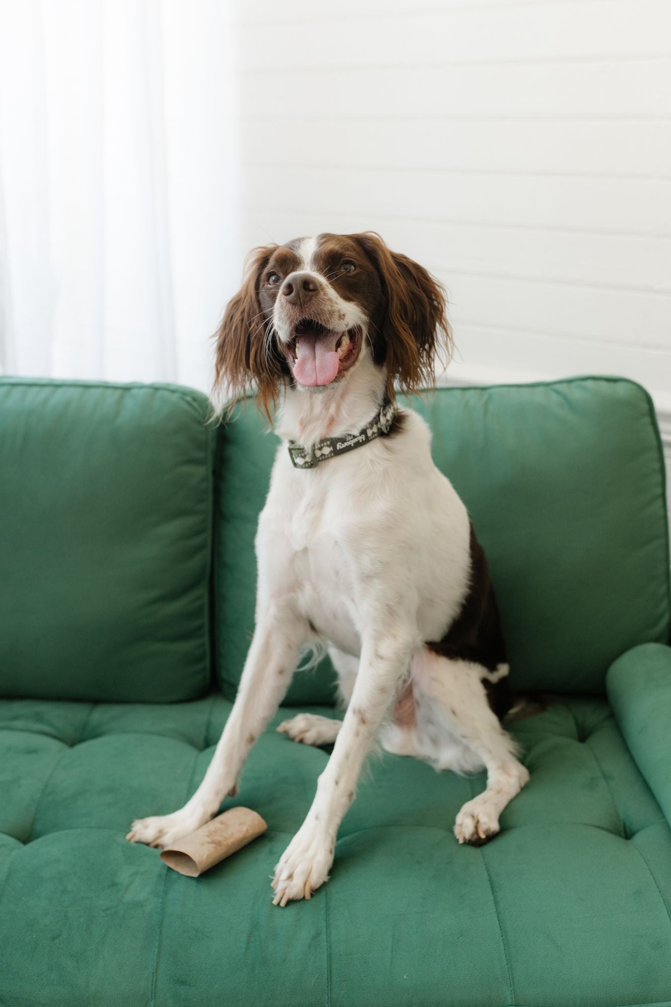 Dog portrait for digestive support