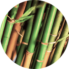 Bamboo Extract